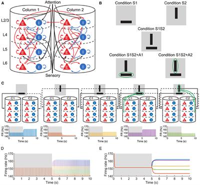 Analyzing top-down visual attention in the context of gamma oscillations: a layer- dependent network-of- networks approach